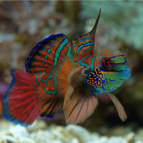 Synchiropus splendidus - Poisson mandarin cachemire M-L - Aquaplante