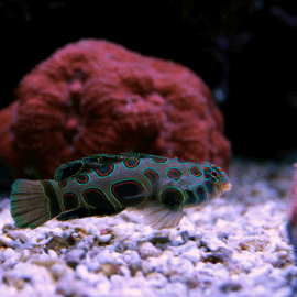 Synchiropus picturatus - Poisson mandarin bariolé M