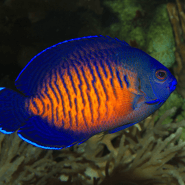 Centropyge bispinosa - Poisson-ange nain à deux épines M