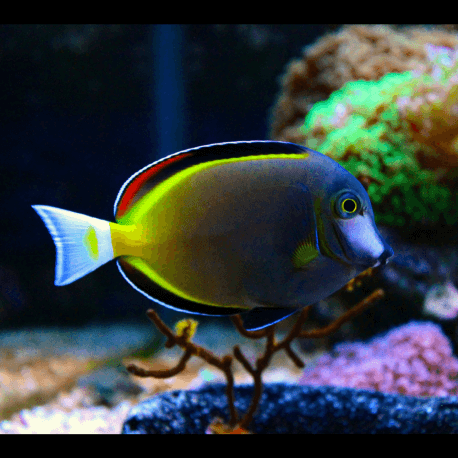 Acanthurus japonicus - Poisson-chirurgien à joues blanches M