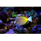 Acanthurus japonicus - Poisson-chirurgien à joues blanches M