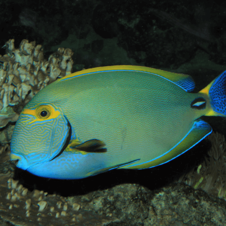 Acanthurus dussumieri - Poisson chirurgien couronné M