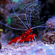 Lysmata debelius - crevette cardinale M-L