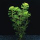 Cabomba Aquatica PREMIUM - Plante d'aquarium