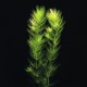 Ceratophyllum Demersum - plante aquatique oxygènante