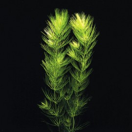 Ceratophyllum Demersum