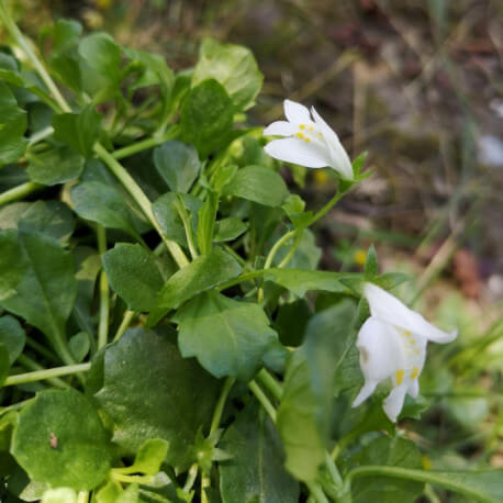 Mazus reptans Bleu POT DE 9cm