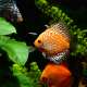 Discus Mix 5cm Grade A (Elevage - Singapour)