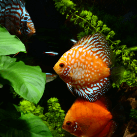 Discus Mix 5cm Grade A (Elevage - Singapour)