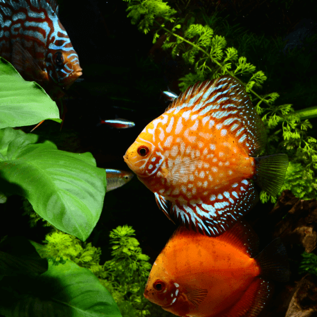Discus Mix 5cm Grade A (Elevage - Singapour)