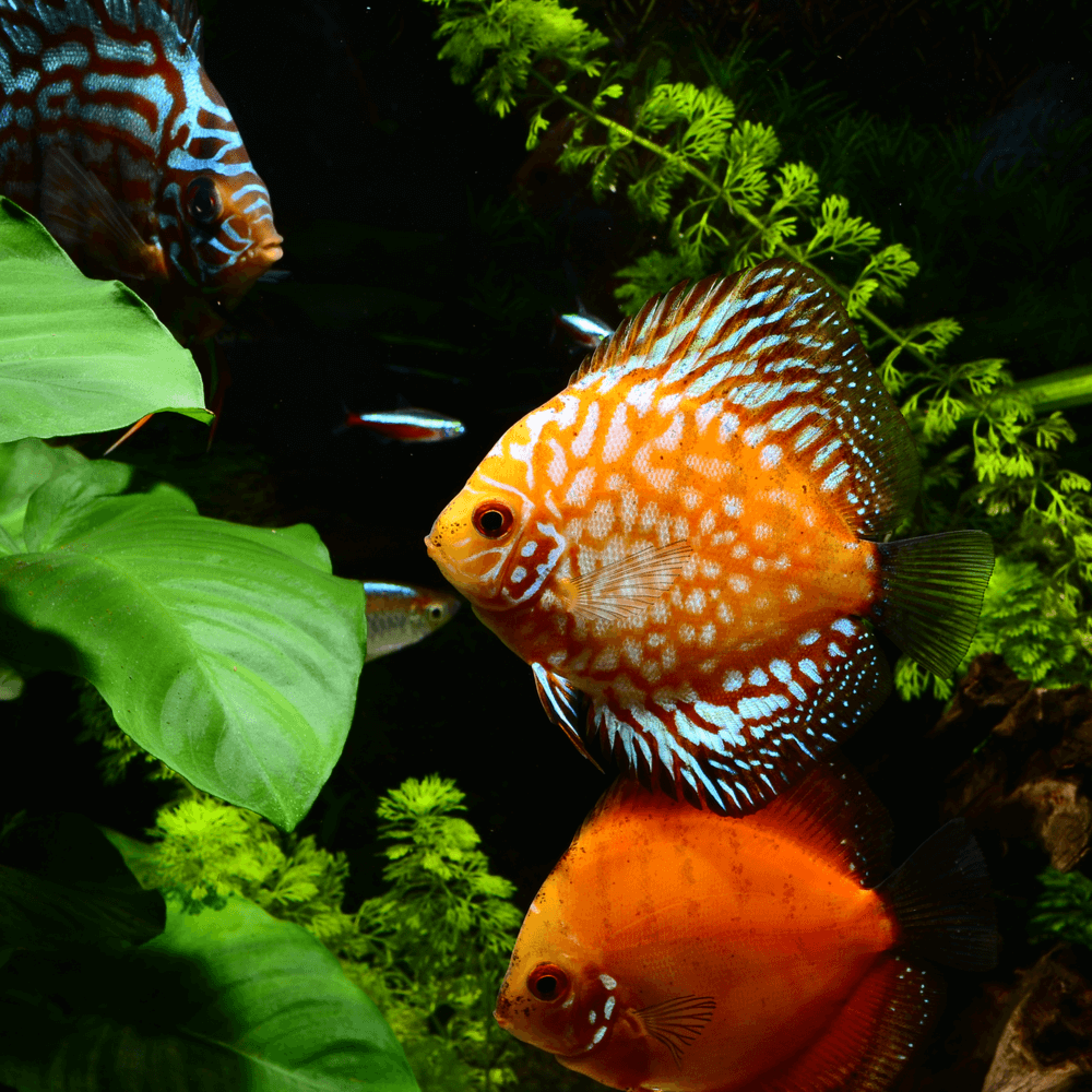 Mix Discus Aquarium De Poissons Discus Aliments Pour Discus | Aquadistri