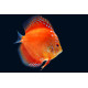 Discus Mix 5cm Grade A (Elevage - Singapour)