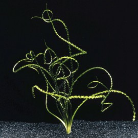 Crinum Calamistratum - Plante d'aquarium à bulbe