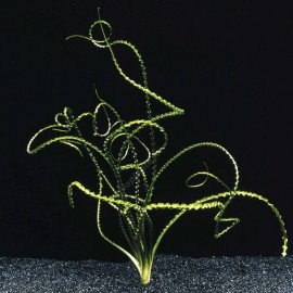 Crinum Calamistratum - Plante d'aquarium résistante