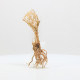Racine Tree Roots - TRTDS135