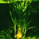 Crinum Thaianum PREMIUM - Plante d'aquarium à bulbe