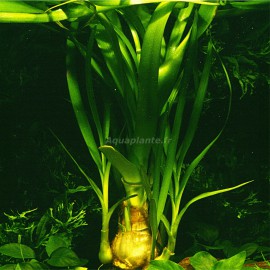 Crinum Thaianum PREMIUM - Plante d'aquarium à bulbe