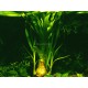 Crinum Thaianum PREMIUM - Plante d'aquarium à bulbe