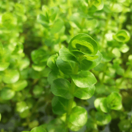Rotala Rotundifolia Green PANIER PLANTATION 11X11CM