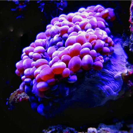 Physogyra lichtenchteinii purple Frag