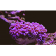 Physogyra lichtenchteinii purple Frag