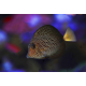Zebrasoma gemmatum - Acanthure à pierreries L