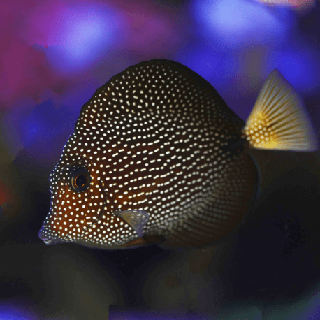 Zebrasoma gemmatum - Acanthure à pierreries L