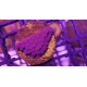 Turbinaria reniformis Purple and yellow frag S