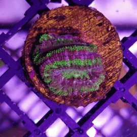 Acanthastrea lordhowensis Purple and Green frag