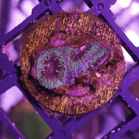 Acanthastrea lordhowensis Green frag S