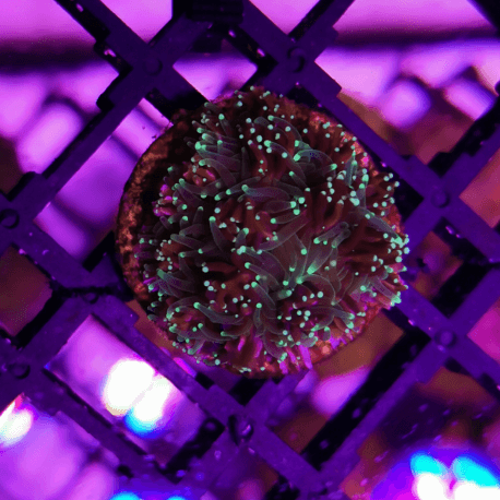 Galaxea sp. Metalic Green Frag S N°2