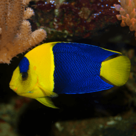 Centropyge bicolor - Poisson-ange nain à deux bandes S-M