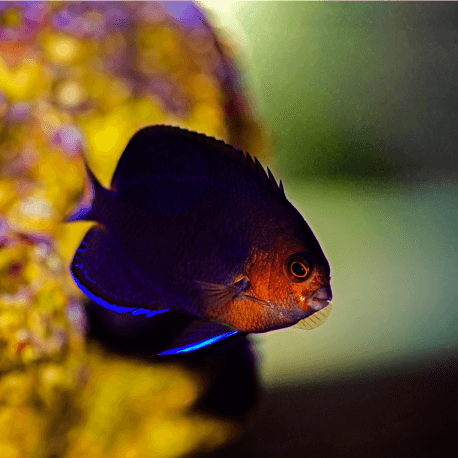 Centropyge flavicauda - Poisson-ange nain à queue blanche M