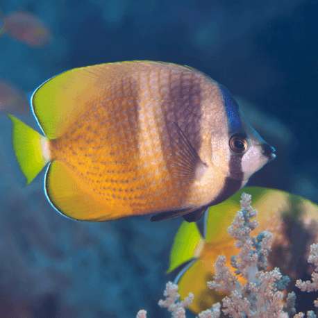 Chaetodon kleinii - Poisson-papillon de Klein M