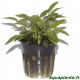 Cryptocoryne X Willisii Tropica