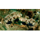 Signigobius biocellatus - Gobie à deux ocelles M-L