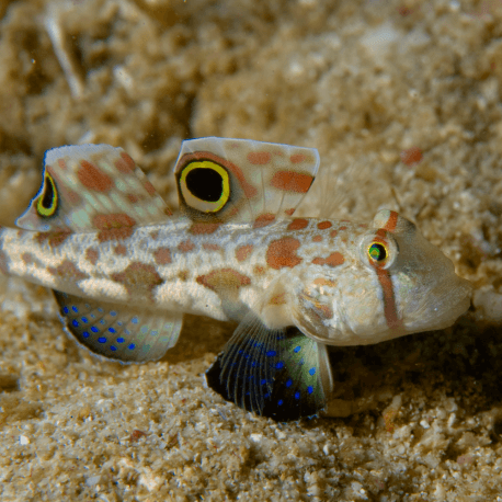 Signigobius biocellatus - Gobie à deux ocelles M-L