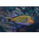 Acanthurus lineatus - Chirurgien rayé M