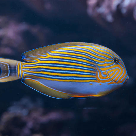 Acanthurus lineatus - Chirurgien rayé M