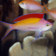 Pseudanthias dispar - Anthias pêche M