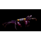 Geosesarma dennerle - Crabe vampire violet Mâle