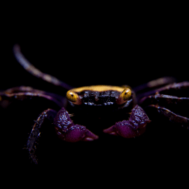 Geosesarma dennerle - Crabe vampire violet Mâle