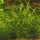 Echinodorus Tenellus (Cultivé en immersion) PREMIUM - Plante d'aquarium gazonnante