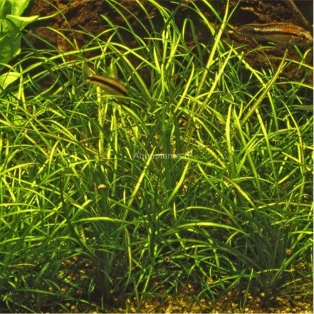 Echinodorus Tenellus (Cultivé en immersion) PREMIUM - Plante d'aquarium gazonnante