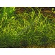 Echinodorus Tenellus (Cultivé en immersion) PREMIUM - Plante d'aquarium gazonnante