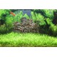 Echinodorus Tenellus (Cultivé en immersion) PREMIUM - Plante d'aquarium gazonnante