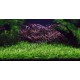 Echinodorus Tenellus (Cultivé en immersion) PREMIUM - Plante d'aquarium gazonnante