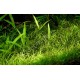 Echinodorus Tenellus (Cultivé en immersion) PREMIUM - Plante d'aquarium gazonnante