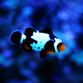 Amphiprion ocellaris Snowflake Black M