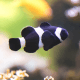 Amphiprion ocellaris Black M